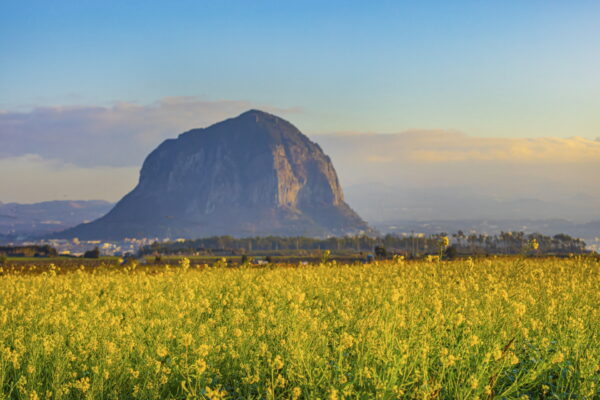canola flower