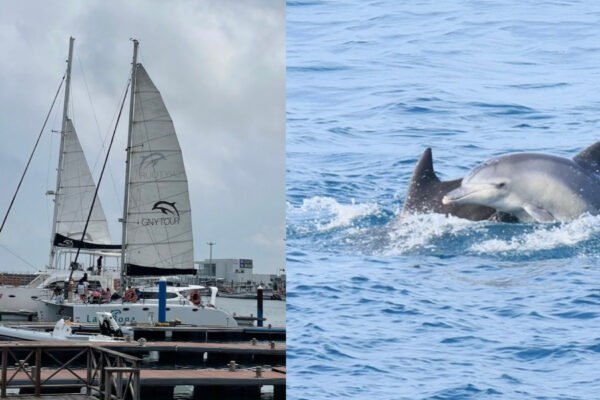Dolphins Yacht