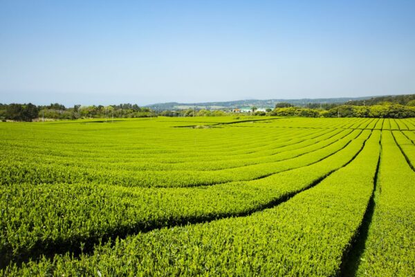 O'sulloc Green tea field