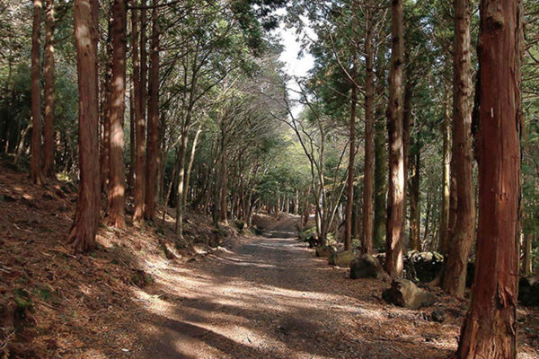 Seogwipo Healing Forest