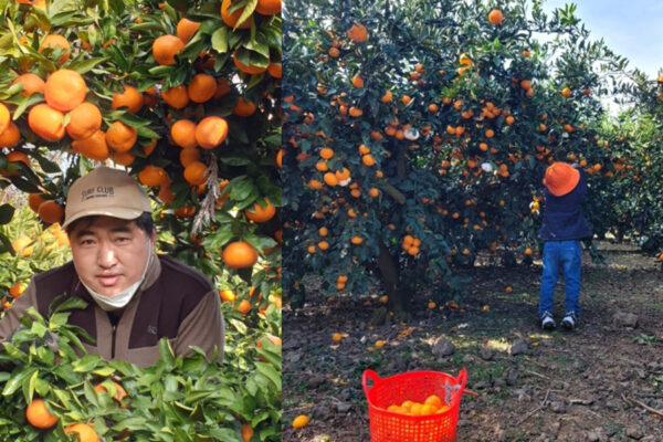 Tangerine picking