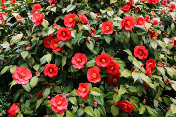 camellia hill