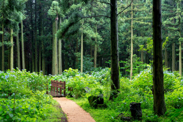 The sassani Forest